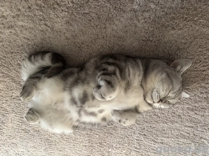 Britisch Kurzhaar Katze Tabby 