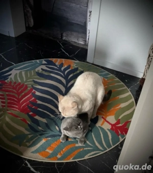  BKH Deckkater blue point   Bild 5