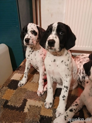 Dalmatiner-Labrador-Retriever Mix