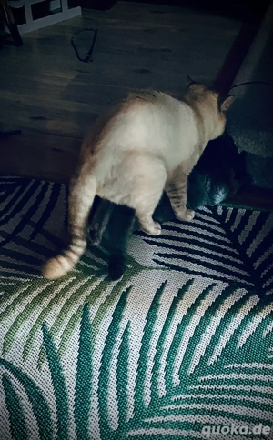  BKH Deckkater blue point   Bild 6