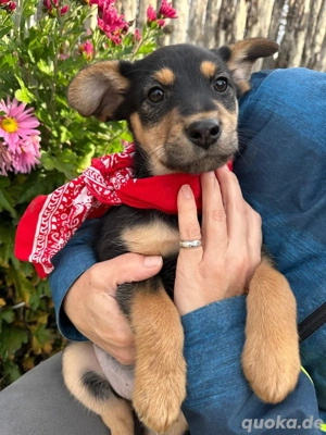 Welpe BAHIRA sucht ein liebevolles Zuhause 