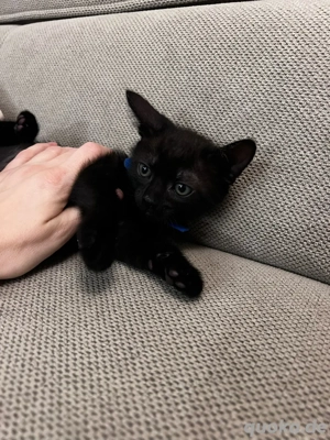 Siammix Kitten 1 kater noch abzugeben