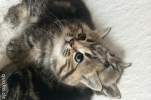 Wundervolle Kätzchen zu verkaufen!   