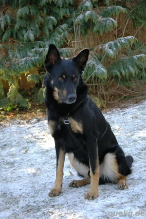 Jafar ein zauberhafter Rüde sucht aktive Menschen  Bild 5