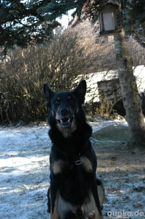 Jafar ein zauberhafter Rüde sucht aktive Menschen  Bild 4