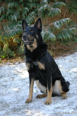 Jafar ein zauberhafter Rüde sucht aktive Menschen  Bild 3