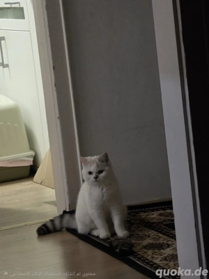 BKH    Liebenswert, geimpft & kinderlieb