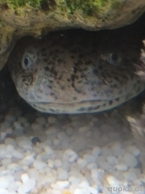 Axolotl zu verkaufen 