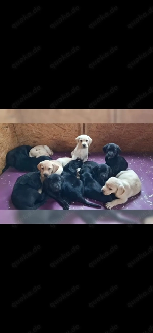 Labrador Welpen