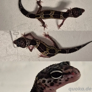 Leopardgecko  BnMs 100%het Eclipse 
