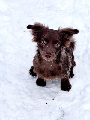 Bolonka Zwetna Mix, Rüde 5 Monate