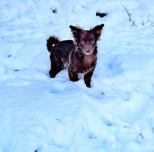 Bolonka Zwetna Mix, Rüde 5 Monate