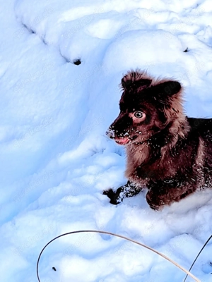 Bolonka Zwetna Mix, Rüde, 6 Monate 