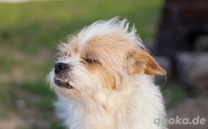 Kleiner Senior Wolke Bild 6