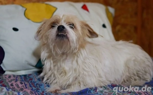 Kleiner Senior Wolke Bild 7