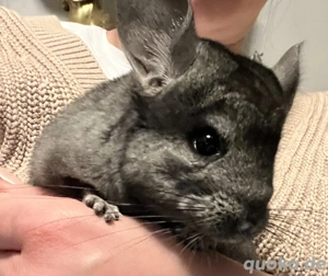 Chinchi Junge sucht ein neues Zuhause.