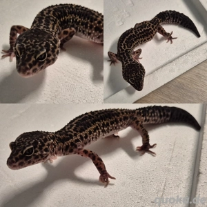 Leopardgecko Mack Snow Black night 100%het Eclipse 