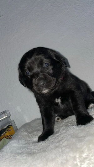 Halle Saale, Reinrassig Labrador, schwarz w,sucht ab 28.1.2026 ein neues zu Hause 