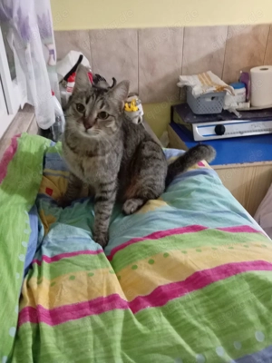 Livi - tolles Katzenmädchen sucht großes Glück