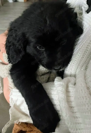 Süßer Golden Aussie Welpe Rüde  mit Papieren (Ahnenpass)