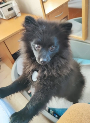 Pomeranian Zwergspitz Toy Welpe reinrassig 