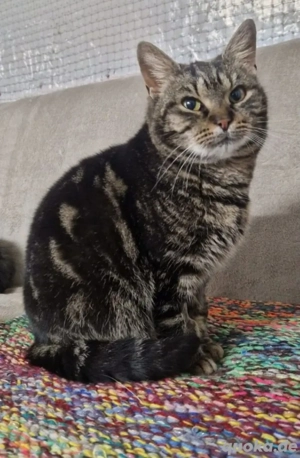 Kiki freundliches neugieriges Katzenmädchen sucht ruhiges Zuhause