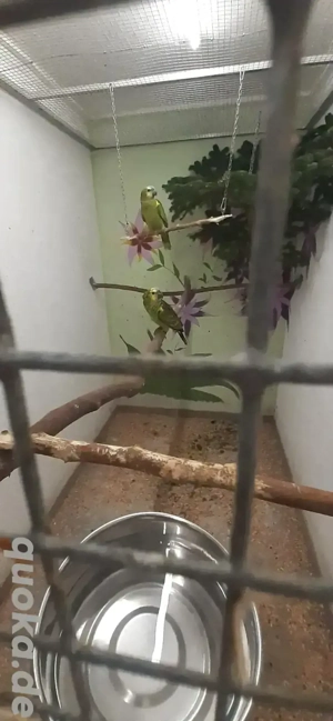 Gelbflügel blaustirnamazonen 