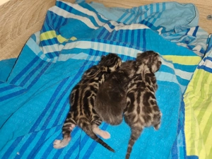 Premium Bengalkitten mit Stammbaum