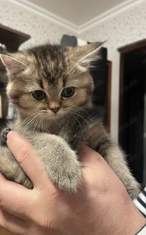 BKH Kitten suchen neue Familie