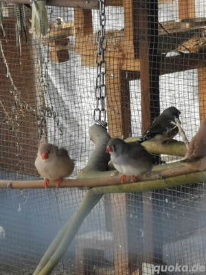 Junge zebrafinken von Ende 2025