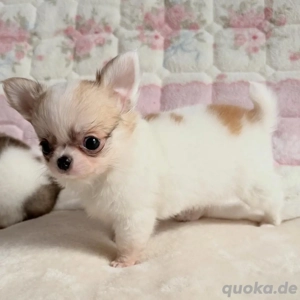 Chihuahua Welpen suchen ihr Traum Zuhause