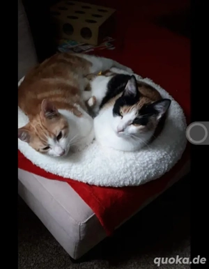 Bella & Linus Mama-Sohn-Team sucht liebevolle Familie