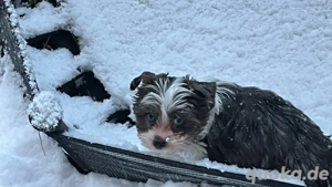 Yorkshire Terrier Welpen Bild 7