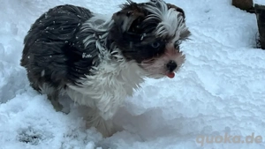 Yorkshire Terrier Welpen Bild 6