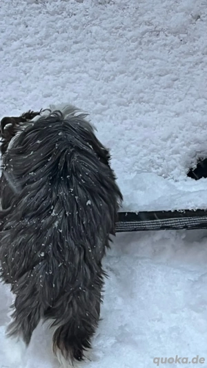 Yorkshire Terrier Welpen Bild 8