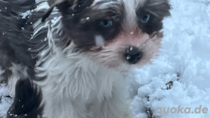 Yorkshire Terrier Welpen