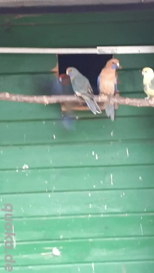 Australische Sittiche abzugeben .