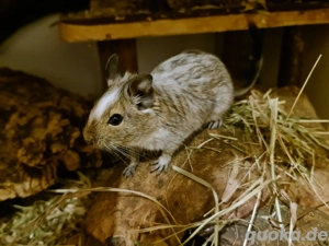 Zwei Degu Weibchen suchen neues Zuhause