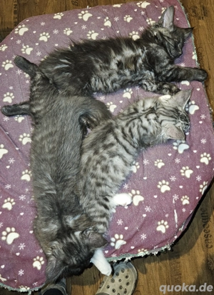 Main Coon Kitten ohne Stammbaum 