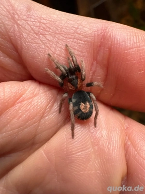 Vogelspinne Cyriocosmus elegans