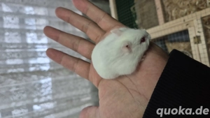 Campbell Zwerghamster 