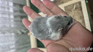 Campbell Zwerghamster 