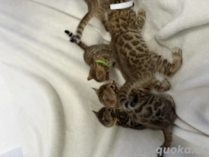 Reinrassige Bengalkitten suchen ein schönes Zuhause Bengal Kitten