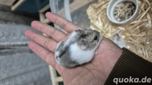 Weibchen Campbell Zwerghamster 