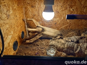 Komplettes Terrarium abzugeben 