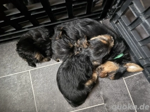 Yorkshire Welpen suchen ein neues Zuhause