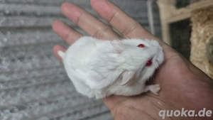 Männchen Campbell Zwerghamster 