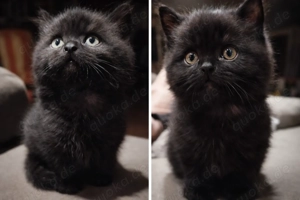 Nur 1 zurück BKH , schwarz 