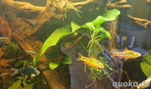 Messingbarbe und Sumatrabarbe  Bild 2