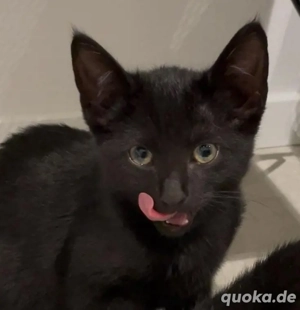 katzenbaby 4 monate alt,weiblich und entwurmt 